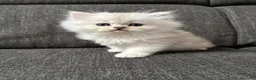 Persiano gatti in vendita: Gattini Cuccioli Persiano a Provincia di Monza e della Brianza - Annuncio 4