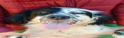 Setter Inglese cani in regalo: CHEROKEE - Annuncio 13