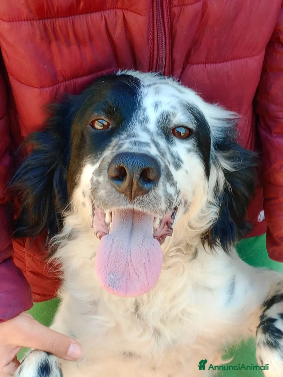 Setter Inglese cani in regalo: CHEROKEE - Annuncio 13