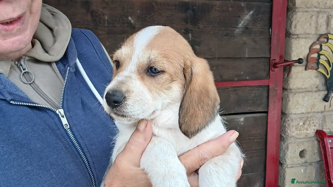 Meticcio cani in regalo: ABRAMO STA CERCANDO LA SUA FAMIGLIA - Annuncio 2