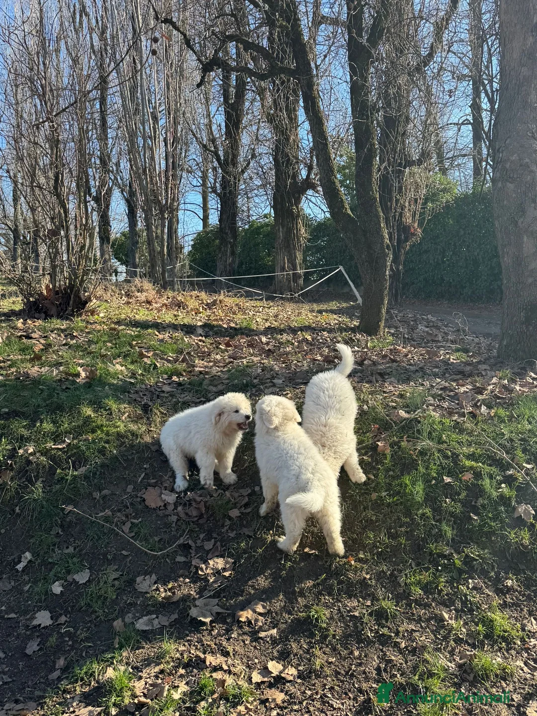 Pastore Maremmano cani in vendita: Cuccioli di pastore maremmano abruzzese a Provincia di Cuneo - Annuncio 2