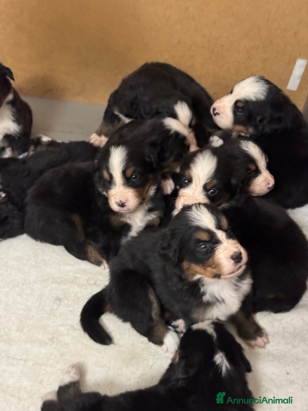 Bovaro del Bernese cani in vendita: Cuccioli Bernese da famiglia (privati) - Annuncio 14