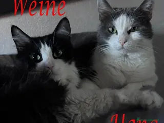 Europeo gatti Teneri gatti in adozione, WEINE e UANA! - Annuncio 1