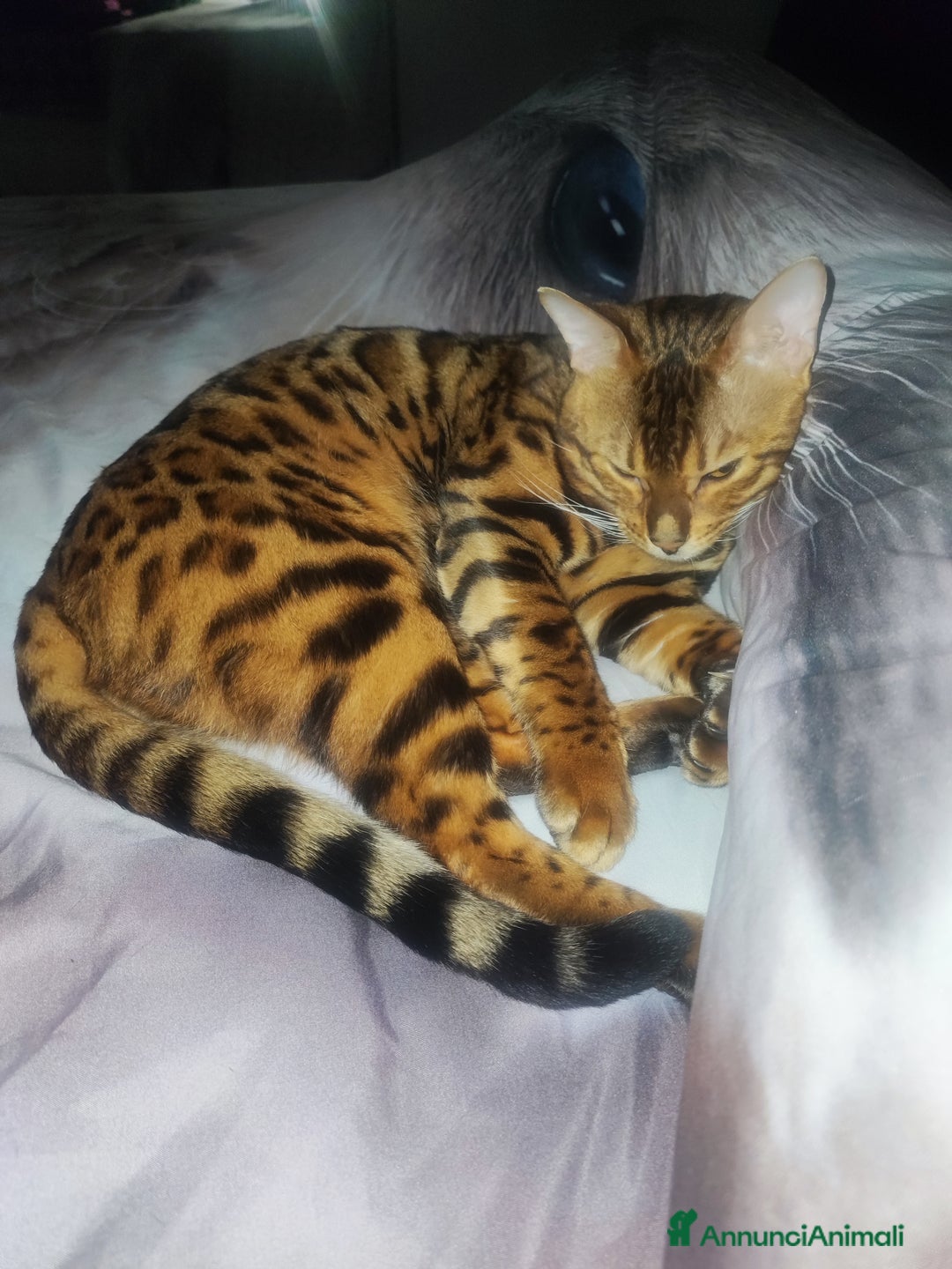 Bengala gatti per accoppiamento: Disponibile per accoppiamento - Annuncio 2