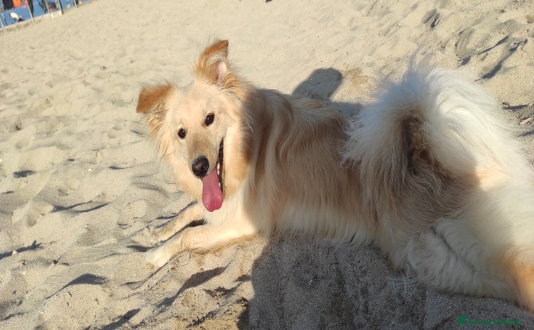 Volpino Italiano cani a Città Metropolitana di Bari - Annuncio 2