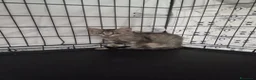 Meticcio gatti in regalo: Trilly gattina Fiv dolcissima a Città Metropolitana di Genova - Annuncio 4