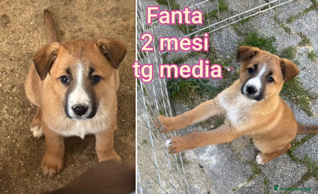 Meticcio cani in regalo: CUCCIOLI, URGENTE: TEMPO SCADUTO  - Annuncio 2