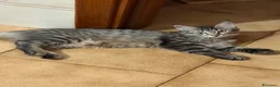 Maine Coon gatti in vendita: Maine coon cucciola  - Annuncio 2