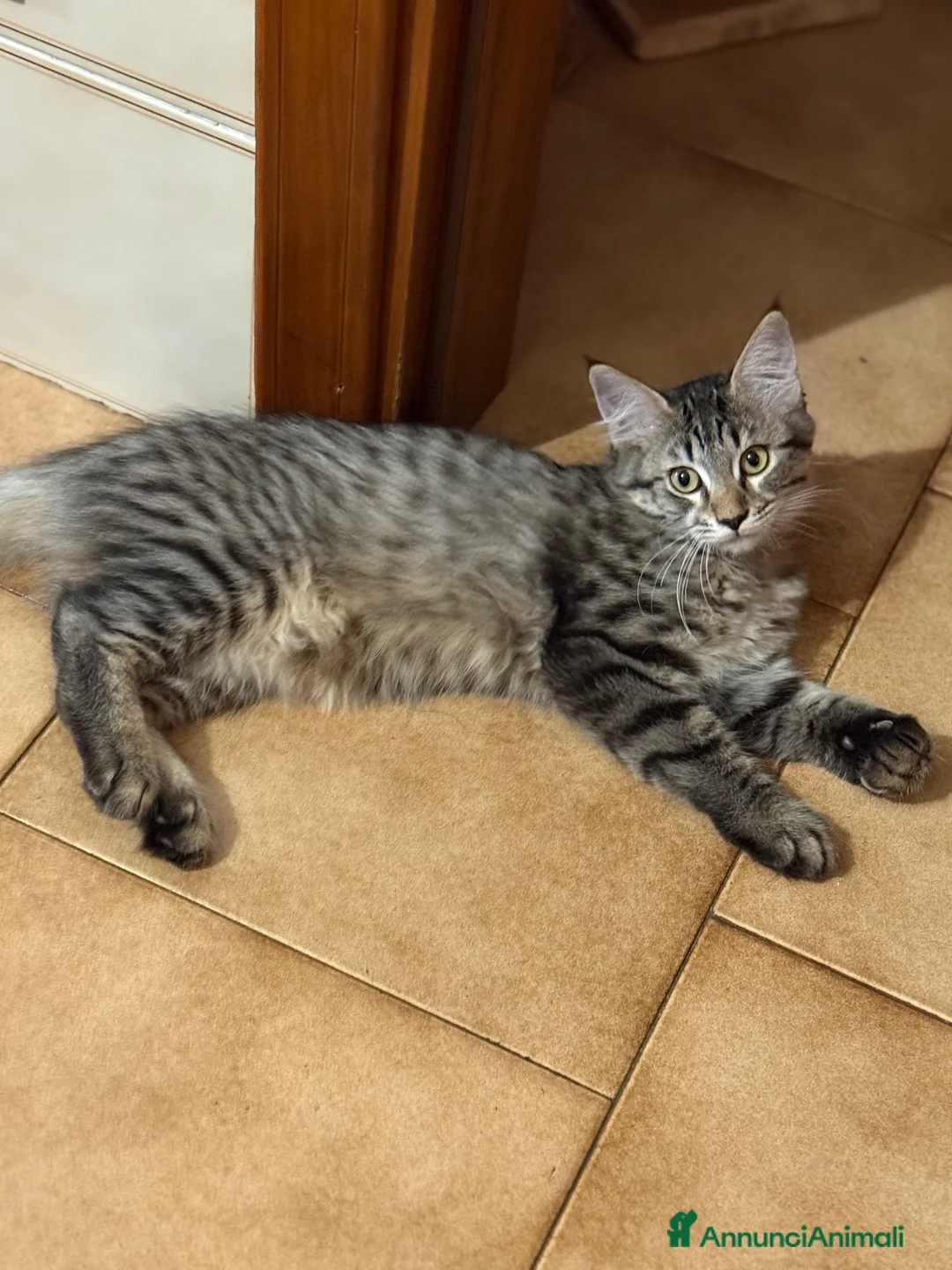 Maine Coon gatti in vendita: Maine coon cucciola  - Annuncio 2