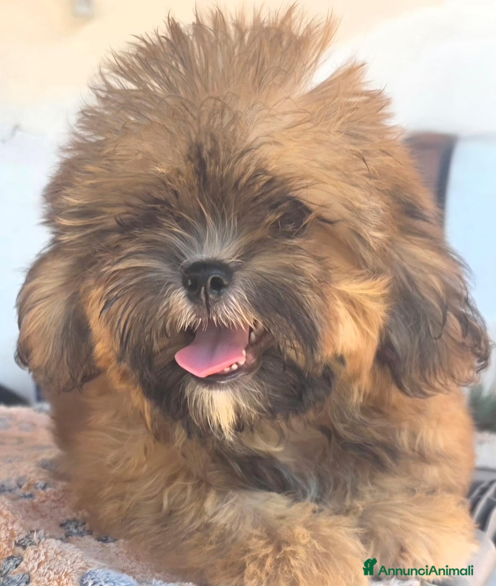 Shihpoo cani Shitzu - Annuncio 3