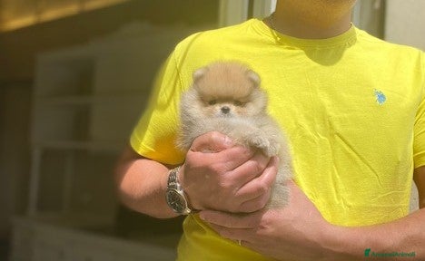 Volpino Pomerania cani Splendido cucciolo di Pomerania con PEDIGREE - Annuncio 1