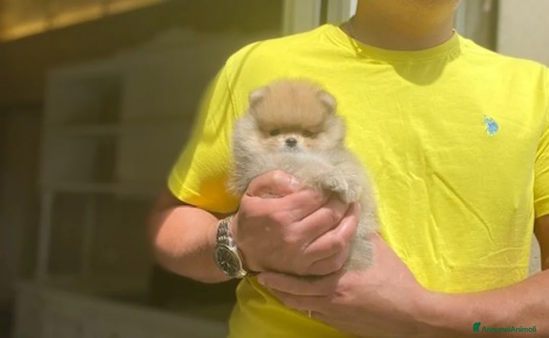 Volpino Pomerania cani in vendita: Splendido cucciolo di Pomerania con PEDIGREE - Annuncio 1