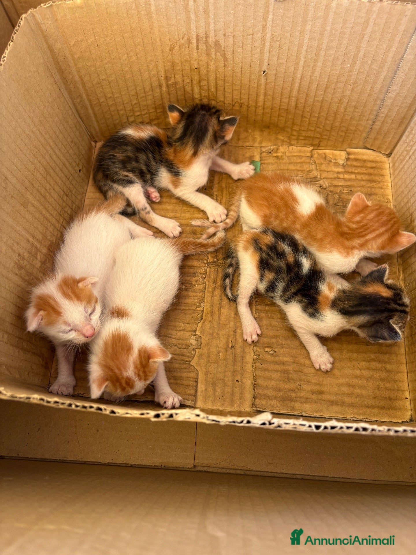 Altre razze gatti Sono 9 gattini - Annuncio 6