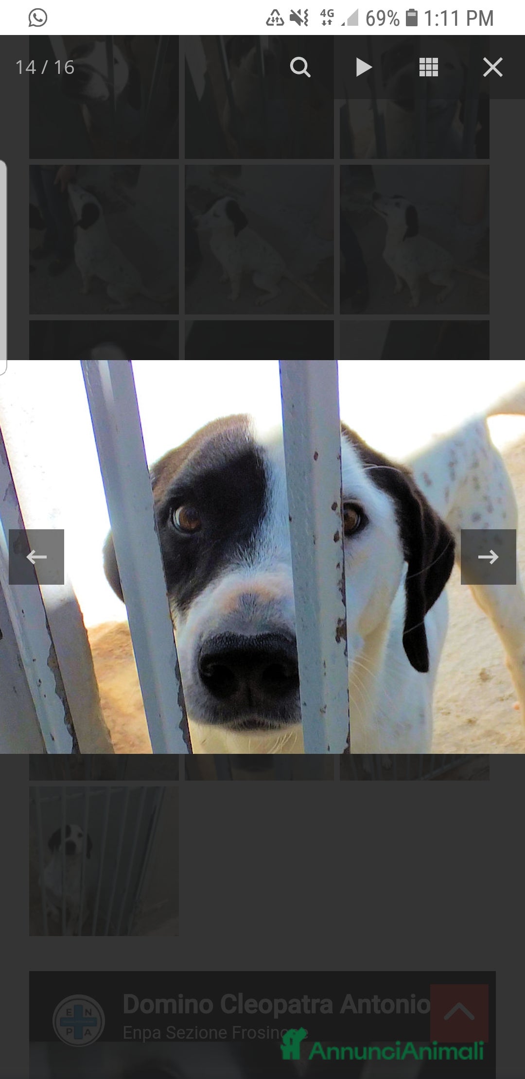 Meticcio cani in regalo: ADOZ.del cuore:, sguardo da cucciolo 6a in casa - Annuncio 4