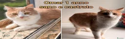Altre razze gatti in regalo: GATTINI ABBANDONATI: URGENTE  a Città Metropolitana di Torino - Annuncio 11