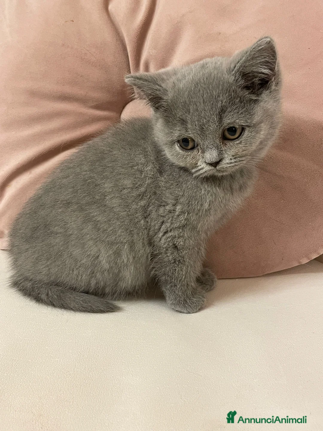 British gatti in vendita: MAGNIFICHE FEMMINUCCE BRITISH SHORTHAIR BLU - Annuncio 3