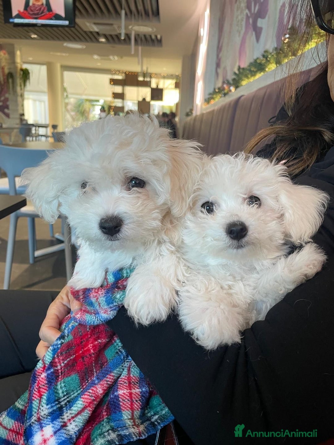 Bolognese cani in vendita: Due cuccioli di razza bolognese cercano casa - Annuncio 4