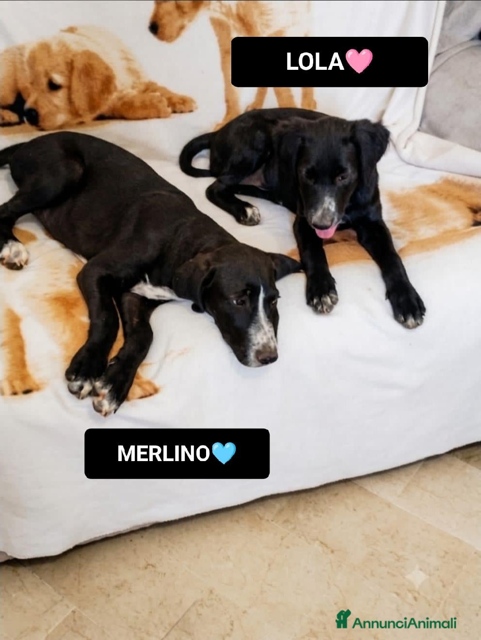 Meticcio cani lola merlino - Annuncio 23