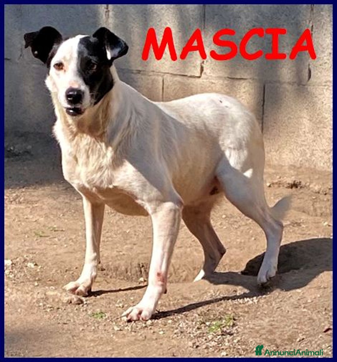 Meticcio cani in regalo: MASCIA bella e particolare!Timidina tg mediopicc. - Annuncio 3