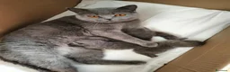 British gatti in vendita: Cuccioli British Shorthair  - Annuncio 10