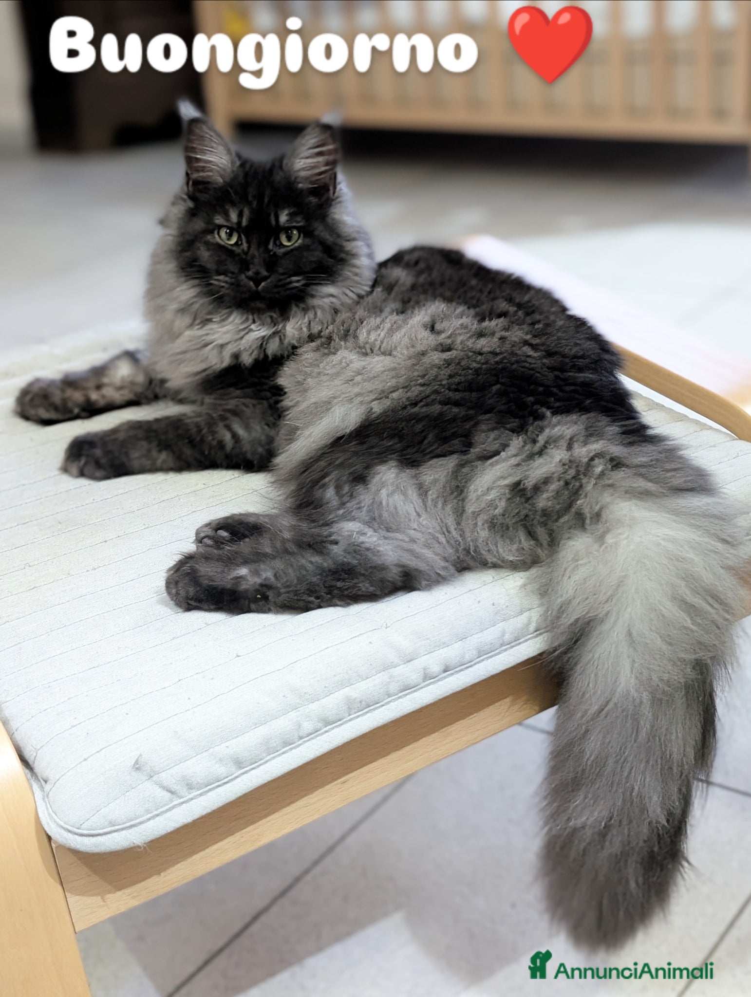 Maine Coon gatti Cuccioli Maine Coon meravigliosi - Annuncio 8