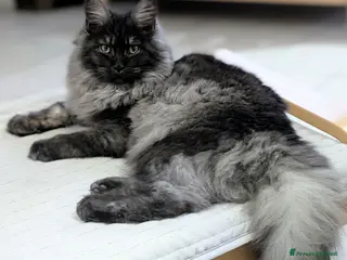 Maine Coon gatti Cuccioli Maine Coon meravigliosi - Annuncio 8