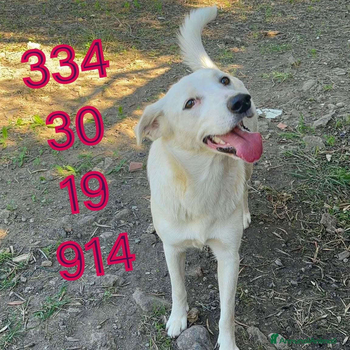 Meticcio cani WILMA🩷-cagnolina. Non lasciarla in canile 😞🥺 - Annuncio 2