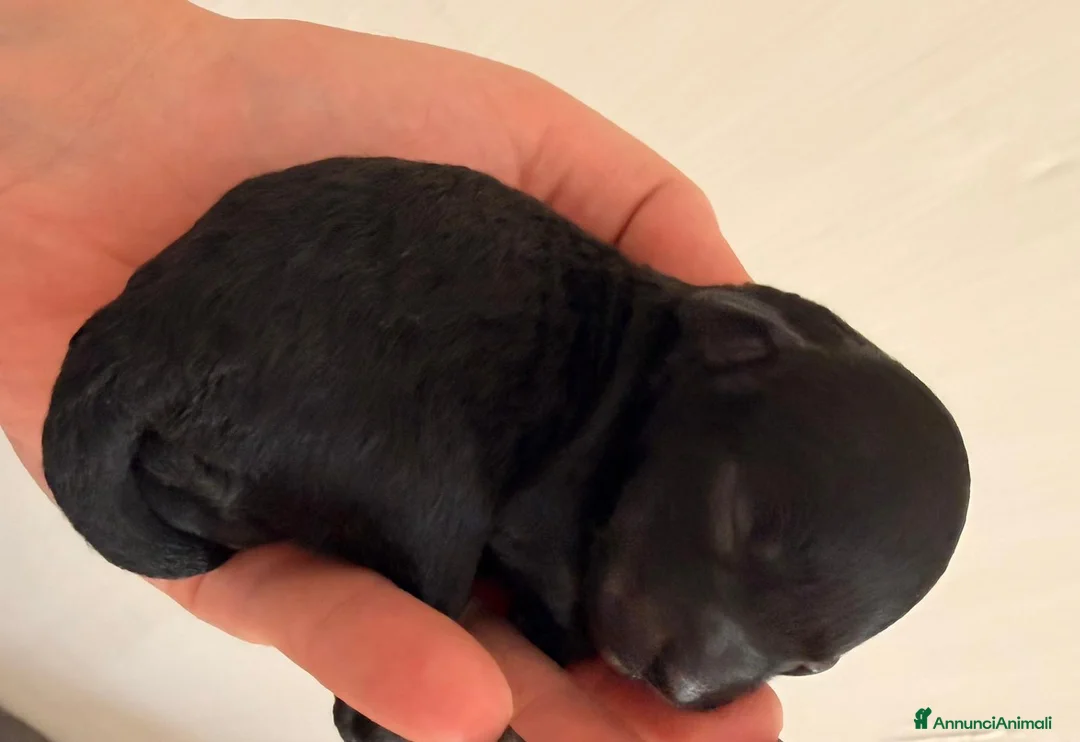 Barboncino Toy cani in vendita: Vendita barboncino toy - Annuncio 5