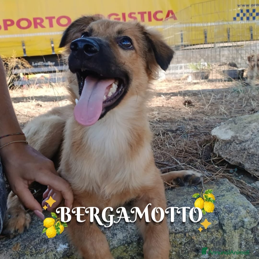 Meticcio cani BERGAMOTTO 💙 È TORNATO A CORRERE! 🥰. - Annuncio 3
