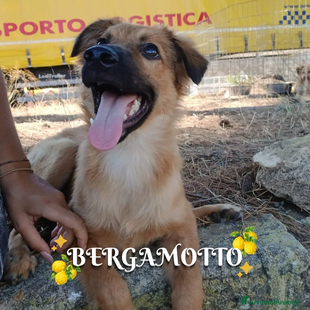 Meticcio cani in regalo: BERGAMOTTO 💙 È TORNATO A CORRERE! 🥰. a Provincia di Pavia - Annuncio 1