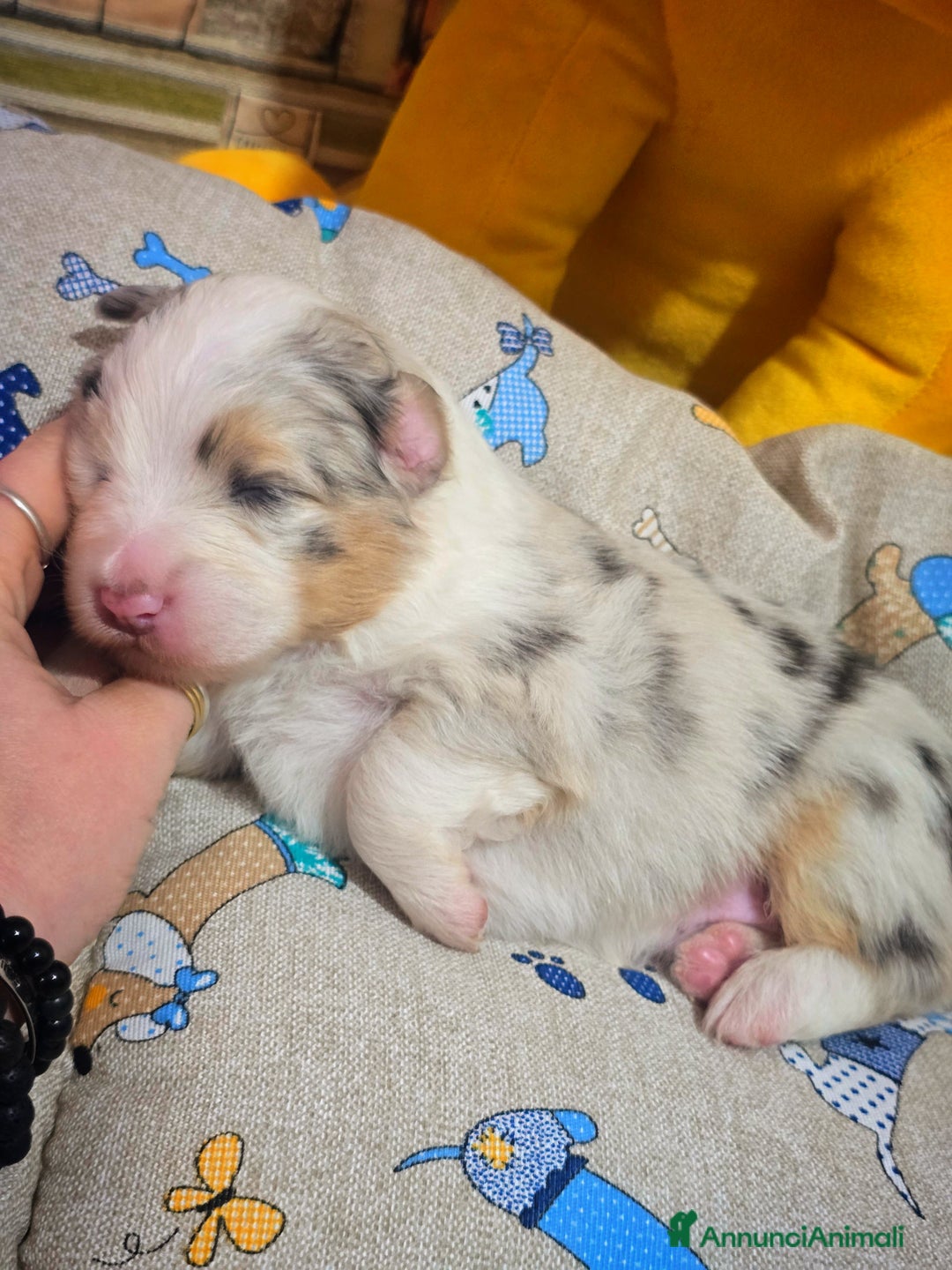 Australian Shepherd cani in vendita: Cucciole di pastore australiano con pedigree ENCI - Annuncio 30