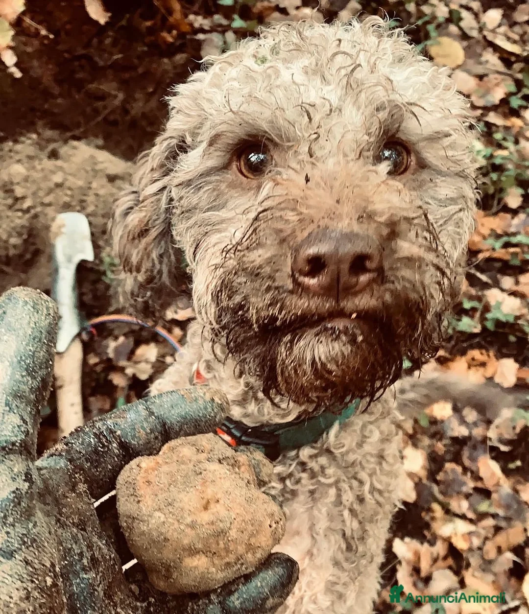 Lagotto cani in vendita: Cuccioli di Lagotto romagnolo con pedigree - Annuncio 1