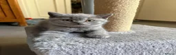 British gatti in vendita: VENDO BRITISH SHORTHAIR a Città Metropolitana di Torino - Annuncio 5