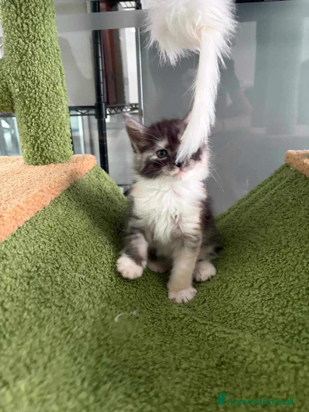 Maine Coon gatti in vendita: cucciola di maine Coon femmina  - Annuncio 7