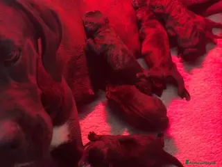 Cane Corso cani in vendita: Cuccioli cane corso selezionati - Annuncio 1