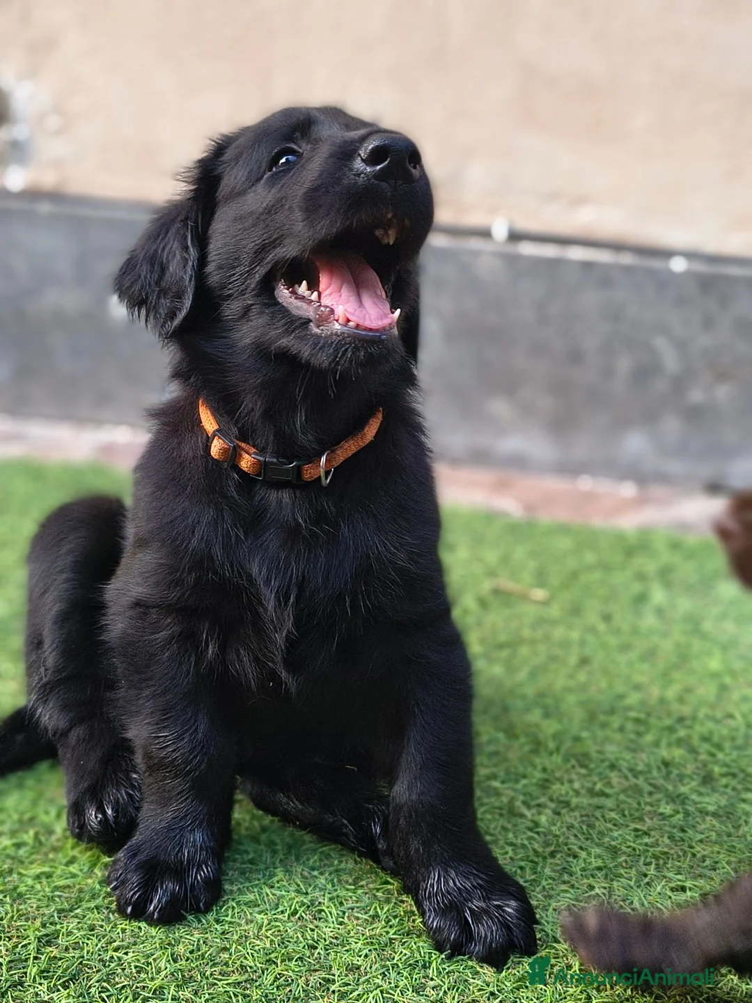 Flat Coated cani in vendita: Cuccioli flat coated retriever  - Annuncio 2