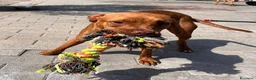 Meticcio cani in regalo: ALMA BELLISSIMA PIT - Annuncio 3