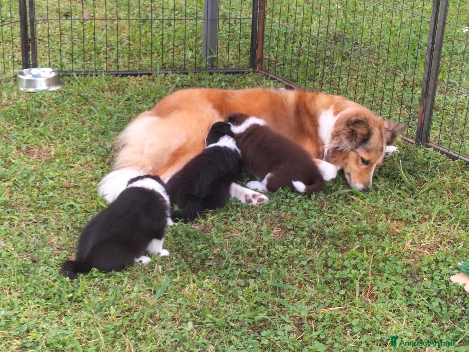 Border Collie cani Bellissimi Cuccioli Selezionati - Annuncio 4