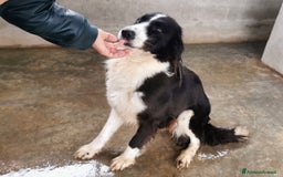 Bearded Collie cani in regalo: Dolcissimo black and white a Provincia di Viterbo - Immagine 7