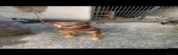 Meticcio cani in regalo: Everel: 12 anni, equilibrato e socievole  - Annuncio 10