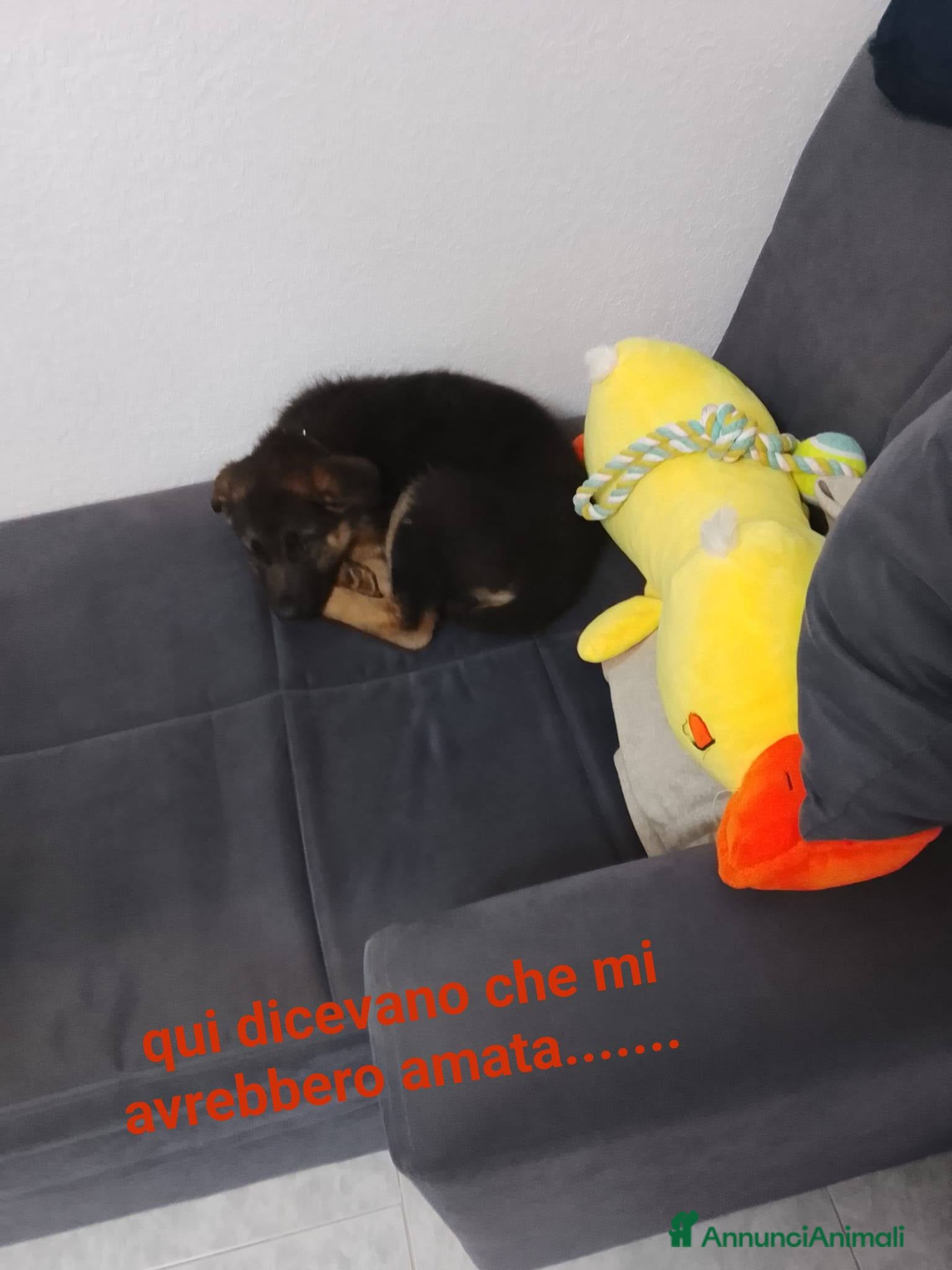 Meticcio cani Gaia 3 mesi, bellissima - Annuncio 2