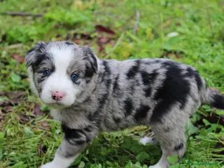 Border Collie cani Cuccioli di Border Collie - Annuncio 1