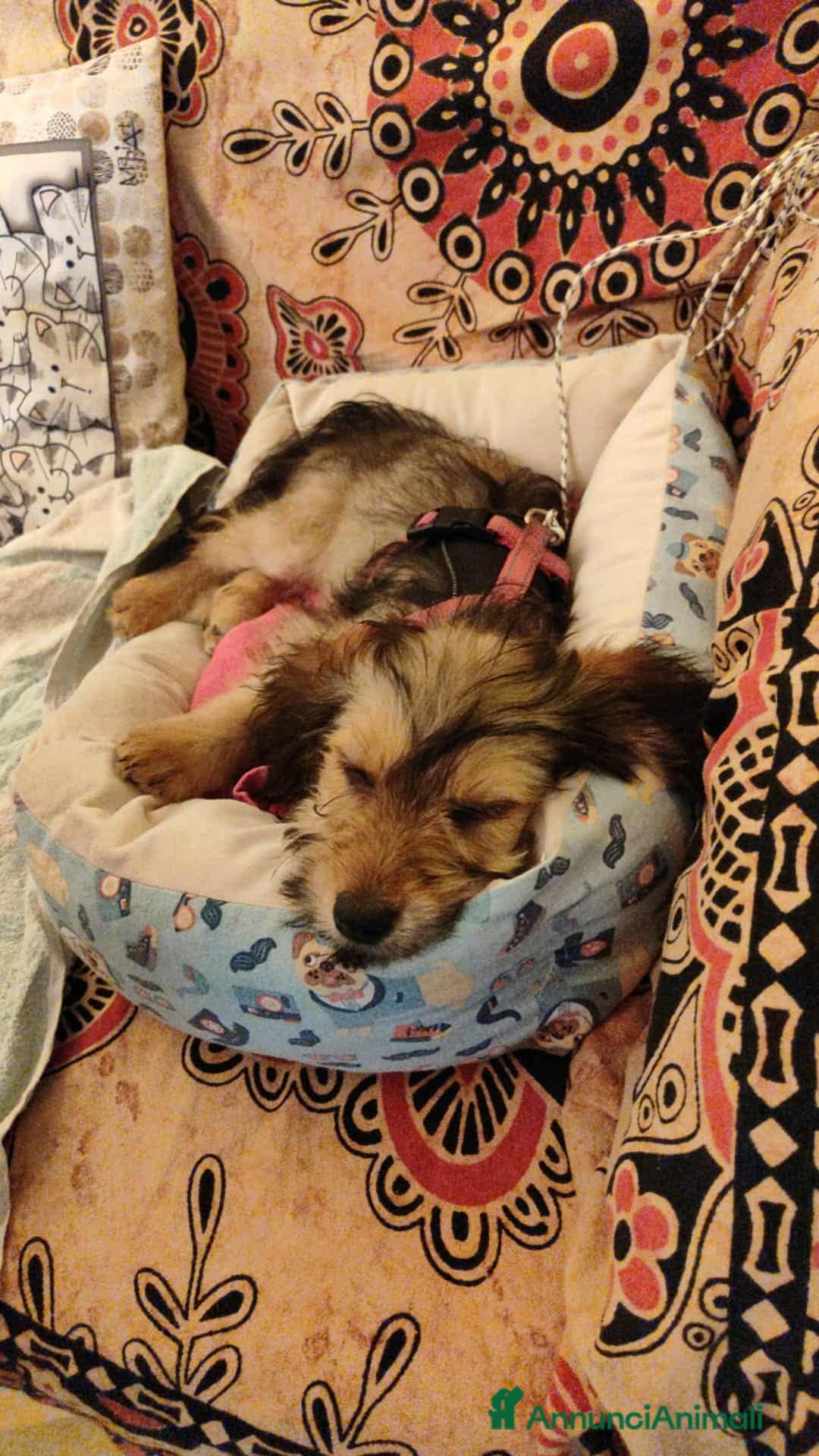 Meticcio cani in regalo: LILY, dolcissima cucciola TG PICCOLA! - Annuncio 4