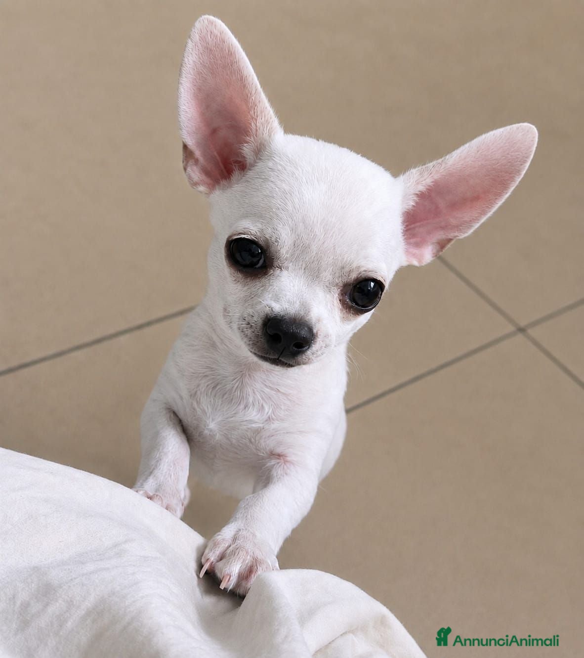 Chihuahua cani Dolcissimo maschietto - Annuncio 2