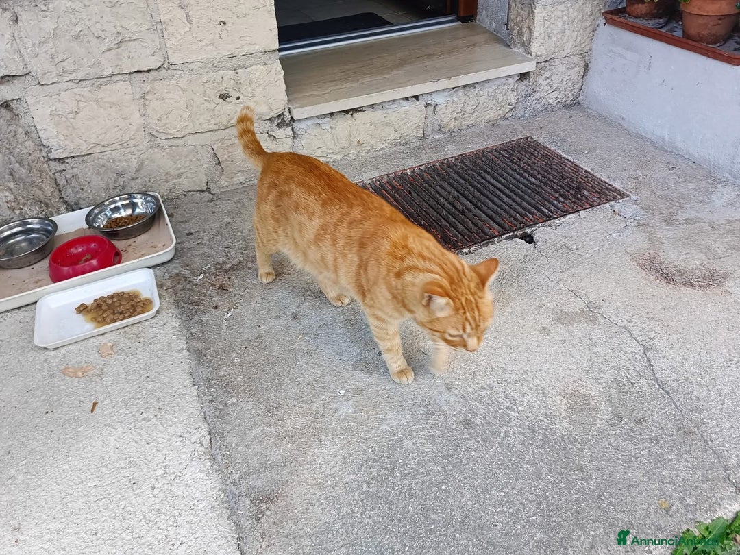 Altre razze gatti in regalo: CERCA UNA VERA FAMIGLIA 🏠 SASSOFERRATO (AN) - Annuncio 3