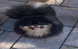 Spitz cani in vendita: Cuccioli di Spitz tedesco nano di Pomerania a Provincia di Perugia - Immagine 6