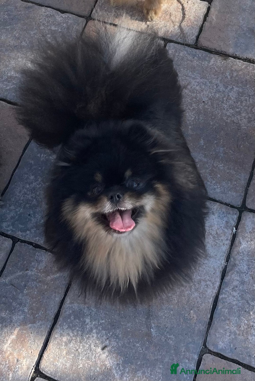 Spitz cani in vendita: Cuccioli di Spitz tedesco nano di Pomerania a Provincia di Perugia - Immagine 6