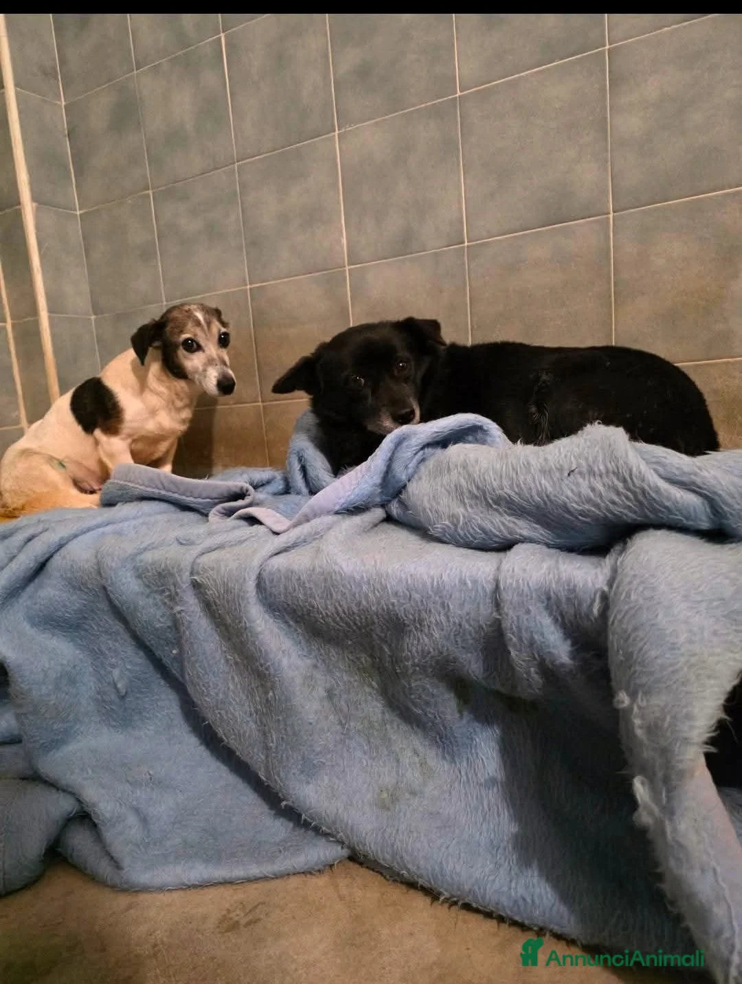 Meticcio cani in regalo: ADOZ.DEL💔:aiutiamo I PIÙ FRAGILI!!!! - Annuncio 2