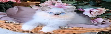 Ragdoll 1