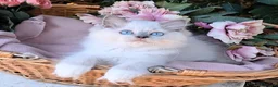 Ragdoll gatti in vendita: Cucciolata gattini RAGDOLL con pedigree - Annuncio 3